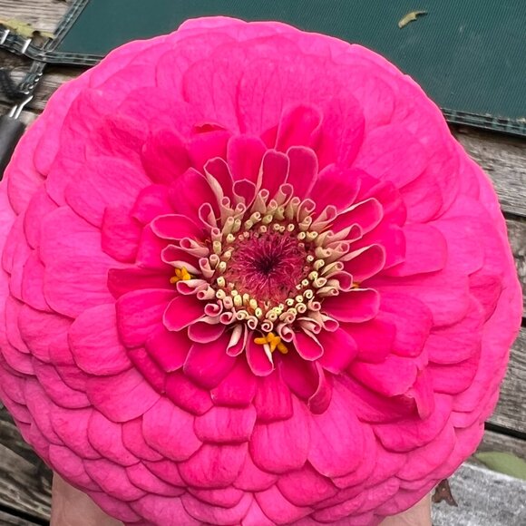 Meet your Posher, Rachel - Picture 1 of 1